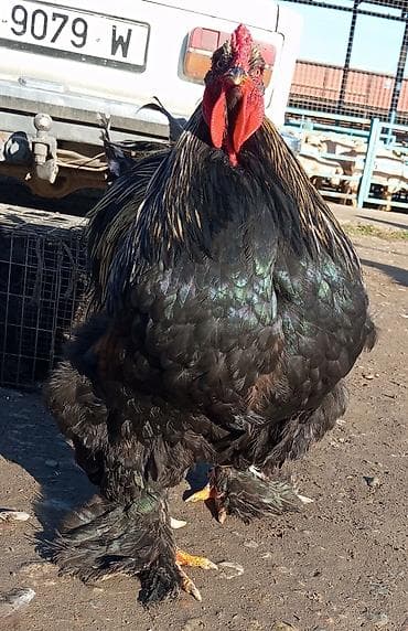 Кошки: Продаю | Петух | Брама | Для боев — 3