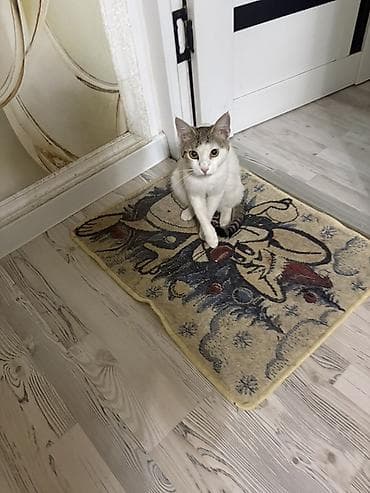 кот на случку: 1 год, Мальчик — 2