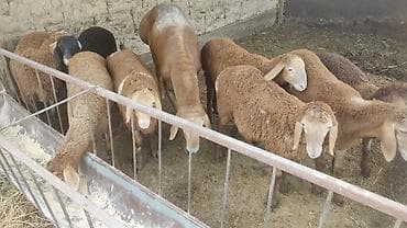 продам сельхоз животных: Продаю | Ягненок — 2