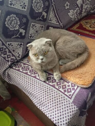 договорная кошка даром британская короткошёрстная 1 год мальчик метис 2 позвонить написать: Котята от домашней кошки с вислыми ушками (на фото мама). Окрас у — 3