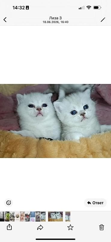Мышыктар: Шотландские котята (короткошёрстные), окрасы: белый и серебристо-белый — 2