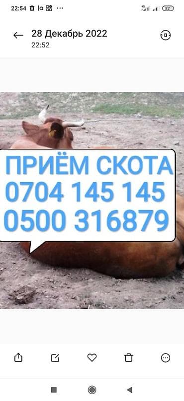 Частное лицо, Колбасный цех : Коровы, быки, Лошади, кони, | Круглосуточно, Любое состояние, Забитый