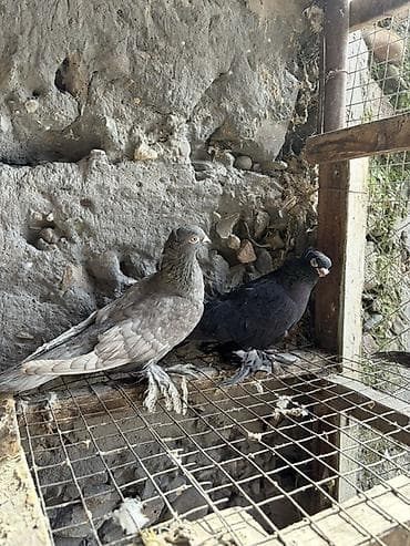 Үй жаныбарлары үчүн товарлар: Декоративные голуби (породный тип с «чубом» на голове и оперёнными — 4