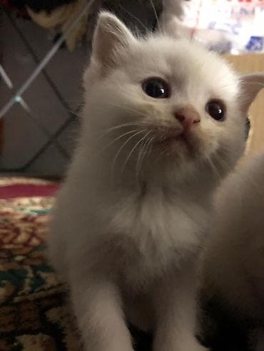 котята скотиш: Скотиш Страйт (Шотландская прямоухая), 5 месяцев, Девочка, Приучена к лотку — 10