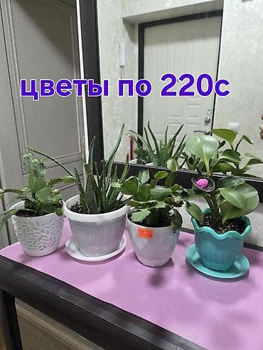 Комнатные растения в горшках. Выбор: - Зигокактус — 1