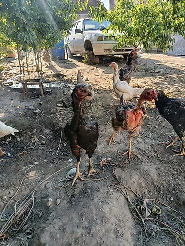 инкубатор китайский: Продаю | Куры | Бойцовая | Для разведения — 5