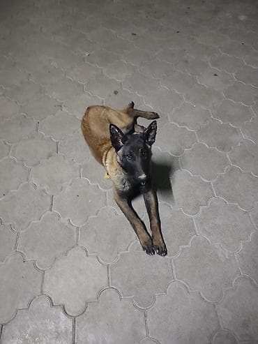 профессиональная дрессировка собак: Порода: бельгийская овчарка (малинуа) Родословный, есть все неоходимые — 4