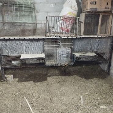 Продаю клетку для кроликов железный длина 2метр 5000 at lalafo.kg Продаю клетку для кроликов железный длина 2метр 5000