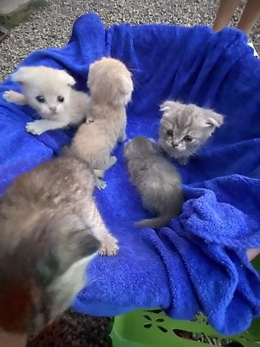 кошка породы мейн кун: Котята с короткими ушками - Пушистые малыши с выразительными глазами — 2