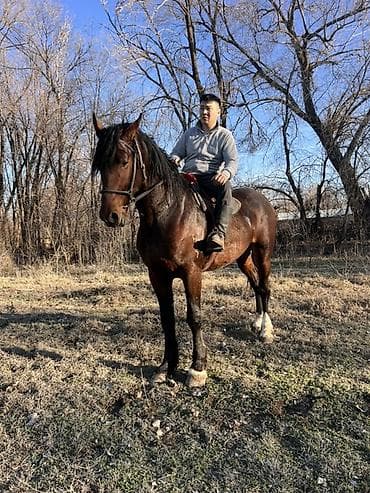 короз сатам: Сатам | Байтал | Көбөйтүү үчүн — 1