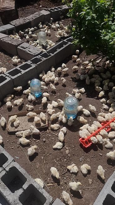 сокол птица цена: Продаю | Цыплята | Бройлерная | На забой — 7