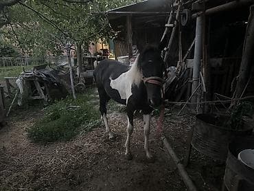 для лошадей: Продаю | Конь (самец), Жеребец | Рабочий — 3