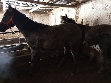 Зоотовары: Продаю | Жеребец | На забой, Для разведения — 8