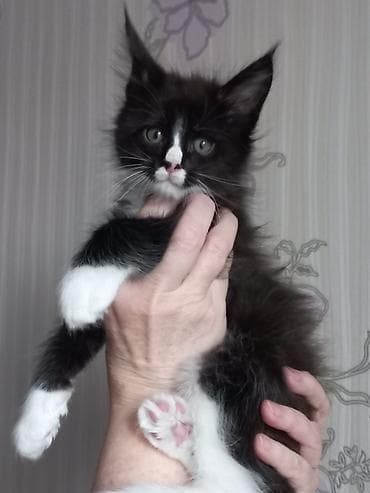 котёнки ош: Спешите забронировать шикарных котят породы мейн-кун от шикарного папы — 6