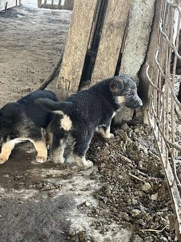 арзан иттер: Срочно продаю Щенки немецкой овчарки возраст один месяц есть один — 5