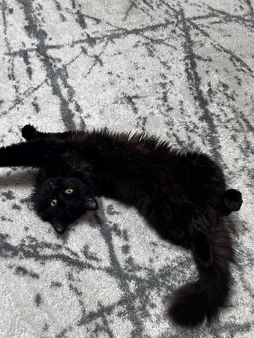 7 месяцев, Девочка, Черный, Метис, Приучена к лотку