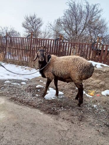 ош ишкаван: Сатам | Кочкор (эркек) | Арашан | Көбөйтүү үчүн | Жасалма жол менен боозутуу — 4