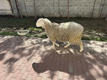 британский кошки: Продаю | Баран (самец) | Кастрированные — 3