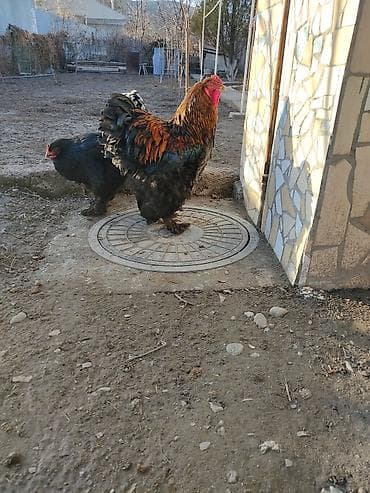 цена петухов на рынке: Продам брама петух — 1