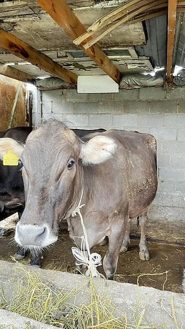 ары ящик: Сатам | Уй (ургаачы) | Сүт алуу үчүн | Байланган — 1