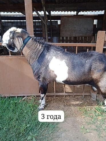 кой обмен: Продаю | Козёл (самец) | Нубийская | Для разведения | Осеменитель — 3