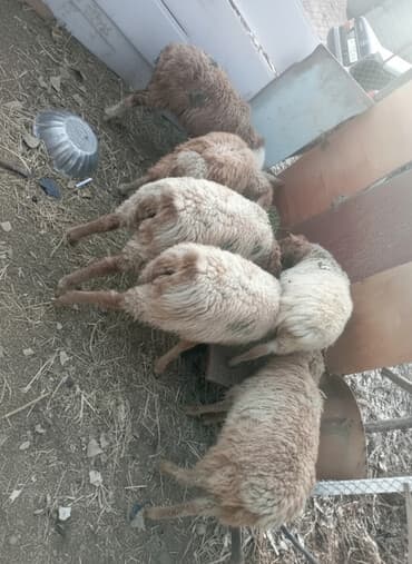 охотничий собака: Прадаёться кочкорики и ургачы тохтулар 10 мин окончательно берем — 1