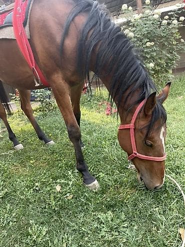 копчёная рыба: Продаю | Кобыла (самка) — 2