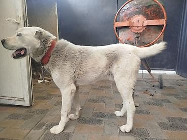 большая собака: Алабай самец. 1,5 года.
Бишкек — 2