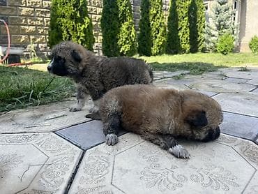 Иттер сатылат: Акита-ину, 1 айлык, Эркек — 2