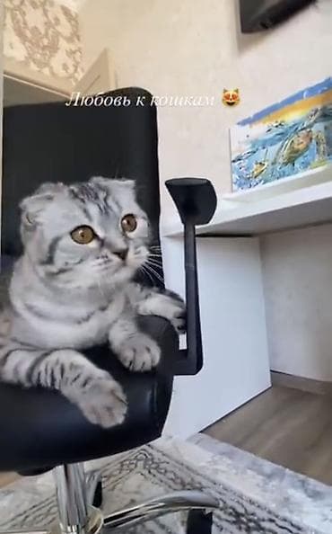 scottish fold: Отдам в хорошие заботливые руки кошечку британка вислоухая 2.5 года — 1