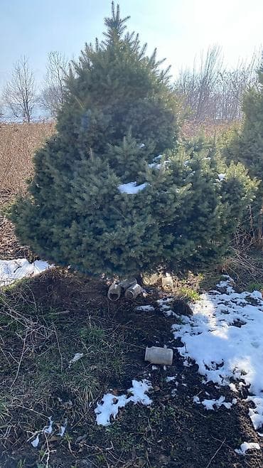 Семена и саженцы: Ёлка сатылат 3 метрдан ашат, 3 штк - Порода: ель (классическая — 3