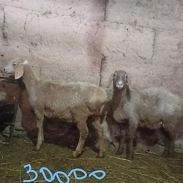 тайган собака цена бишкек: Сатам | Ургаачы кой (ургаачы) | Эдильбай | Көбөйтүү үчүн | Ургаачы — 1