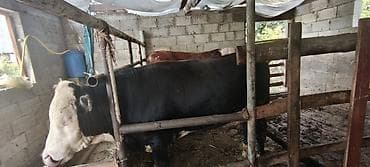 самец: Продаю | Бык (самец) — 2