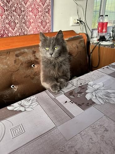 птицы бишкека: Пухнастая домашняя кошка серого (дымчатого) окраса. - Длинная — 2