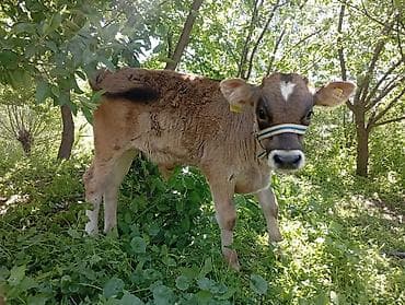 мексиканская голая собака: Продаю | Музоо, торпок | Джерсейская | Для разведения — 4