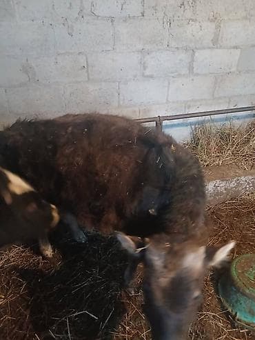 куплю дойный апарат: Продаю | Музоо, торпок | На откорм | Привязанные — 2