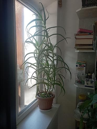 пальма цветы: Гүлдөр — 1