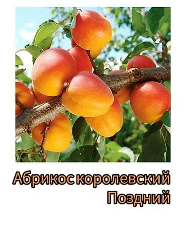 кызыл алма: Саженцы плодовых культур (разные сорта) оптом и в розницу. Успейте — 3
