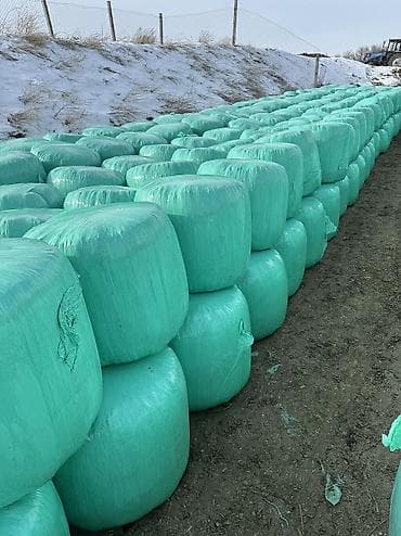 симпарика бишкек: Силос в тюках - Кормовая масса в индивидуальной плёнке (тюки в — 4