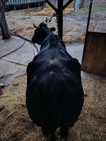 карова продаю: Продаю | Корова (самка) | Для молока | Привязанные — 1