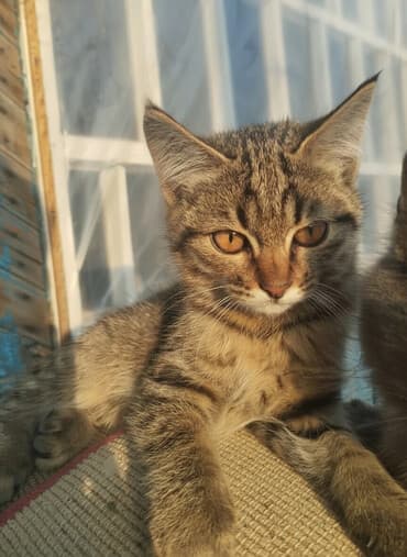 стерилизовать кота: 4 месяца, Девочка, Проглистована — 4