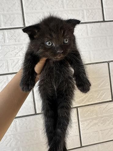 d cat: Котята, ищут уютный дом. 1,5 месяцев, едят самостоятельно(сухой — 5