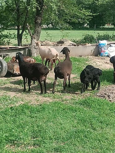 куплю козу на молоко: Продаю | Овца (самка) | Полукровка | Для разведения | Матка — 10