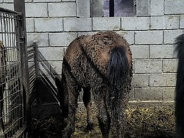 сколько стоит пони: Продаю | Кобыла (самка) | Для разведения — 5