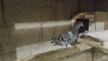 корм для птенцов волнистых попугаев: Продаются голуби: Голубка ореховая такла, бакинцы, узбекские. Цены — 13