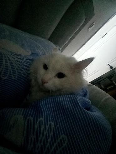 1 мальчик 2 котенка оригинал: Ангорская, 1 год, Мальчик, Белый, Кастрирована — 3