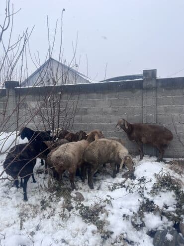 белый конь: Продаю | Овца (самка) | Для разведения | Племенные — 1