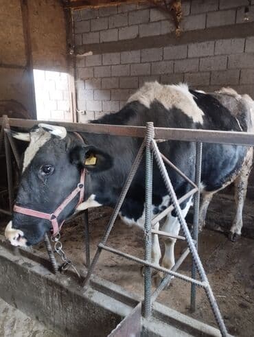 Ветеринар кызматы: Сатам | Уй (ургаачы) | Сүт алуу үчүн | Музоологондон кийин — 6