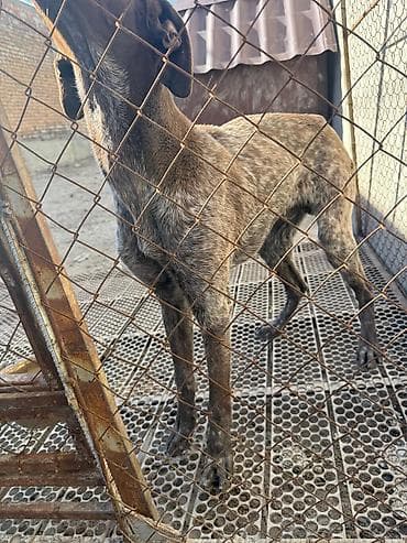 Үй жаныбарлары: Немецкая короткошерстная легавая (курцхаар), кобель. Окрас — 1