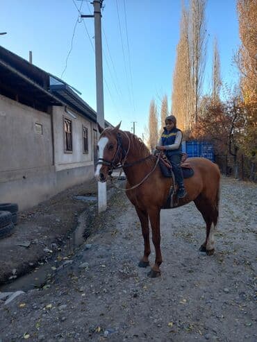 отдам даром охотничью собаку: Продаю | Конь (самец) | Дончак | Рабочий — 8